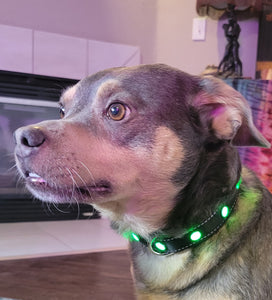 Pup Protector Dog LED Collar