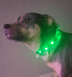 Pup Protector Dog LED Collar